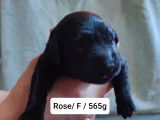 10 Chiots Flat Coated Retriever à vendre