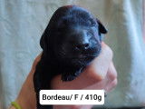 10 Chiots Flat Coated Retriever à vendre