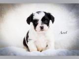 Chiots de race Biewer Yorkshire à vendre (2 mâles)