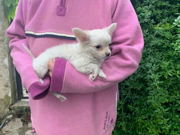 Chiots Chihuahua à poil long à vendre