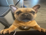 Mâle Bouledogue Français disponible pour saillie