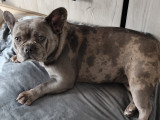 Femelle Bouledogue Français silver merle à vendre