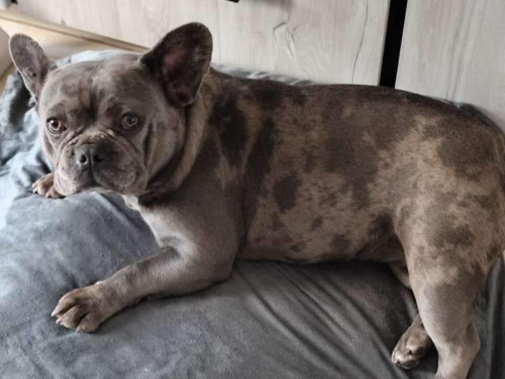 Femelle Bouledogue Français silver merle à vendre