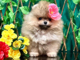 Magnifique chiot femelle Loulou de Poméranie teacup à vendre