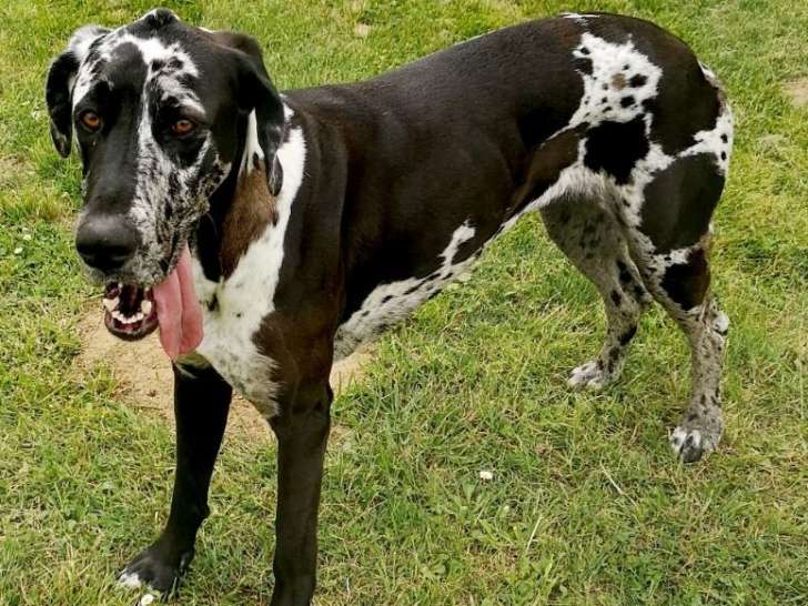 Samba, chienne de type Dogue Allemand à adopter