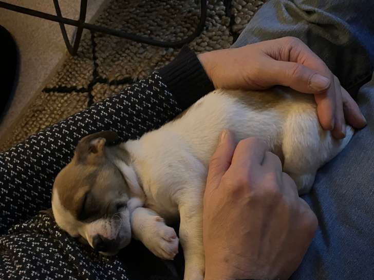 Dobby, Jack Russel croisé Pinscher à adopter