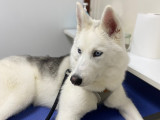 Recherche mâle Husky pour saillie