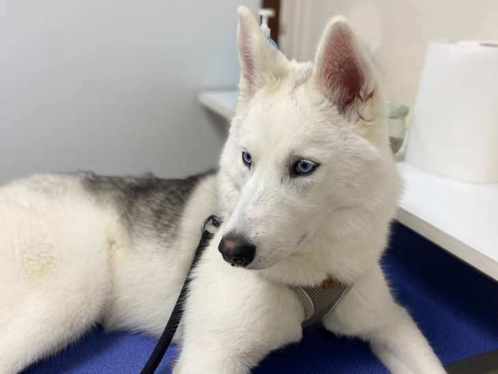 Recherche mâle Husky pour saillie