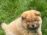 Chiot Chow Chow de 2 mois à vendre