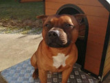 Mâle Staffie disponible pour saillie