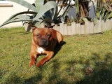 Mâle Staffie disponible pour saillie