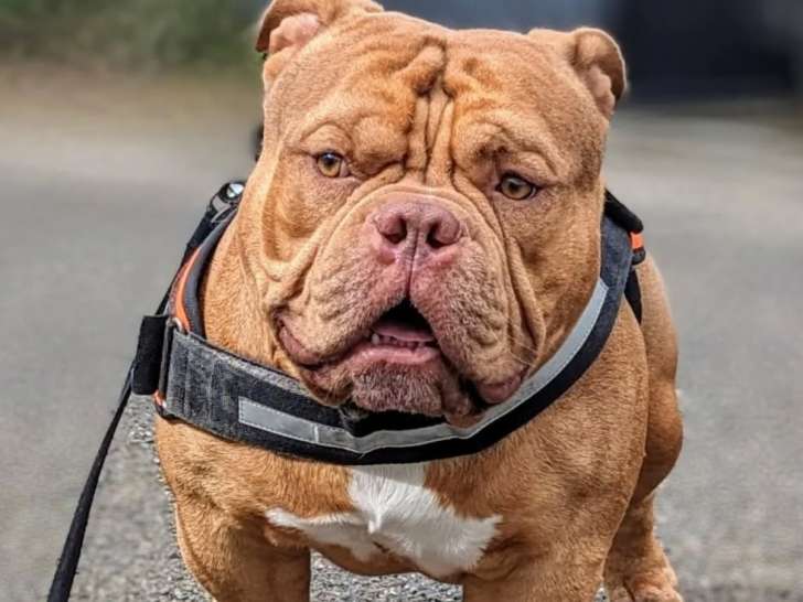 Toka le papa 35 cm au garrot pour 30kg 60 cm de tour de tête . Une gentillesse aussi grosse que sa tête.