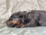 Chiots Beauceron LOF noir et feu à réserver
