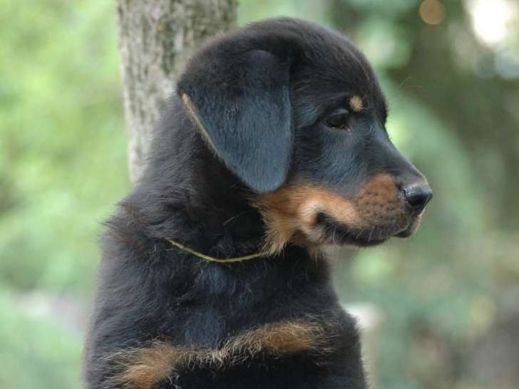 Chiots Beauceron LOF noir et feu à réserver