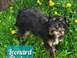 Chien adulte de type Teckel Mâle à adopter