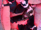 7 chiots Berger Australien à vendre
