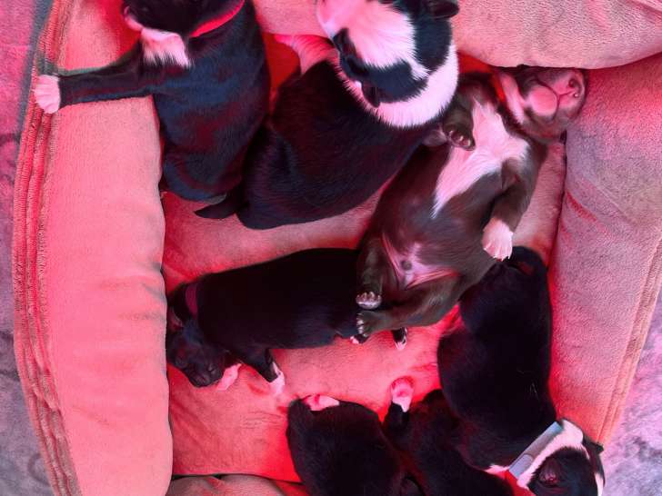 7 chiots Berger Australien à vendre