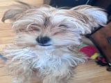 Jeune femelle Morkie à vendre