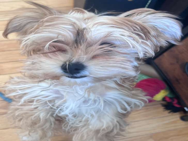 Jeune femelle Morkie à vendre