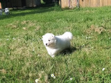 Chiot mâle Samoyède disponible