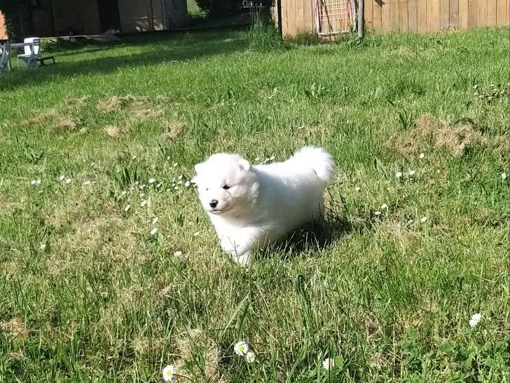 Chiot mâle Samoyède disponible
