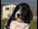 Chiots English Springer d'origine chasse à naître