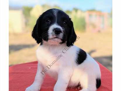 Chiots English Springer inscrits au LOF. Parents testés.