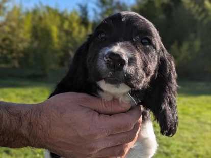 Chiots English Springer inscrits au LOF. Parents testés.