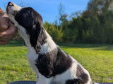 Chiots English Springer inscrits au LOF. Parents testés.