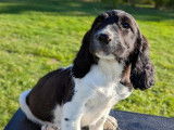 Chiots English Springer inscrits au LOF. Parents testés.