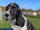 Chiots English Springer inscrits au LOF. Parents testés.