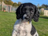 Chiots English Springer inscrits au LOF. Parents testés.