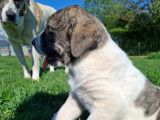 Chiots Mâtin Transmontano LOF à vendre