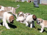 Chiots Mâtin Transmontano LOF à vendre