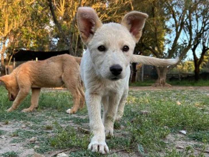 Spirit, chiot à adopter