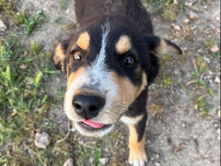 Cha, chiot à adopter