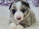 Chiots Berger Américain Miniature LOF à vendre