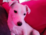 Cherche mâle Jack Russel pour saillie
