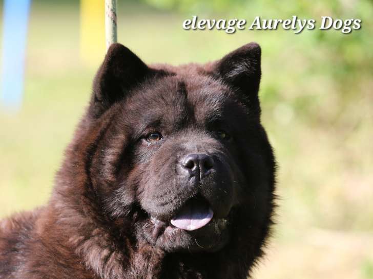 Magnifique chiot femelle Chow Chow LOF à vendre
