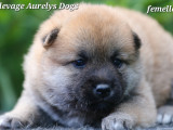 Magnifiques chiots Shiba Inu LOF à vendre