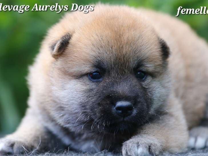 Magnifiques chiots Shiba Inu LOF à vendre