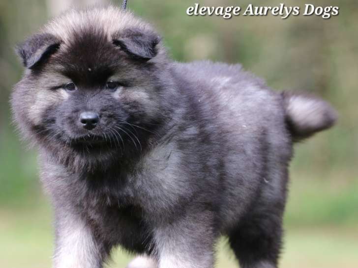Magnifiques chiots Eurasier LOF à vendre