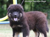 Magnifiques chiots Eurasier LOF &agrave; vendre