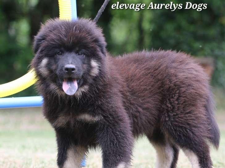 Magnifiques chiots Eurasier LOF à vendre