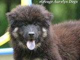 Magnifiques chiots Eurasier LOF &agrave; vendre