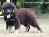 Magnifiques chiots Eurasier LOF &agrave; vendre