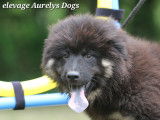 Magnifiques chiots Eurasier LOF &agrave; vendre