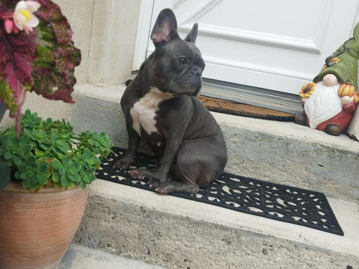 Chiots de race Bouledogue Français à vendre (2 mâles)