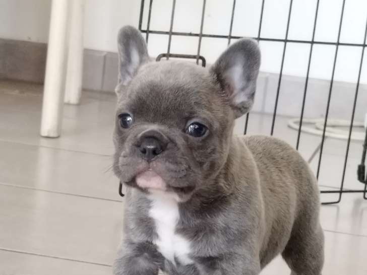 Chiots de race Bouledogue Français à vendre (2 mâles)