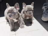 Chiots de race Bouledogue Français à vendre (2 mâles)